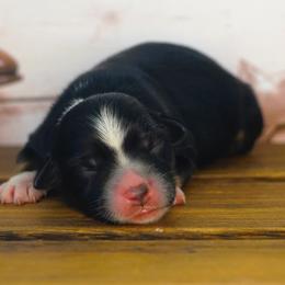 Dakota - Black tri female Miniature Australian Shepherd puppy in Chesapeake, Virginia from Beaver Dam Mini Aussies
