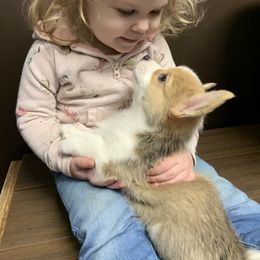 Pembroke Welsh Corgi Puppies from Salted Rim Corgis