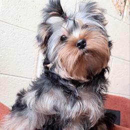 AKC Moose (pet) - Black and gold male Yorkshire Terrier puppy in Daggett, Michigan from Hetzel’s Enchanted Yorkies (Michigan)