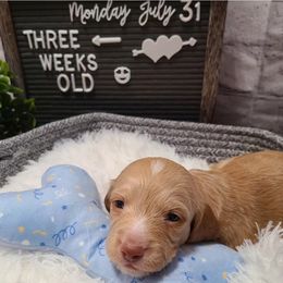 Dachshund Puppies from Mini Dachshunds of Northeast Arkansas