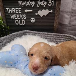 Dachshund Puppies from Mini Dachshunds of Northeast Arkansas