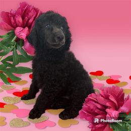 Poodle Puppies from Paddock's Purebred Poodles