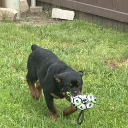 Rottweiler All Grown Up from Woods AKC Rottweiler