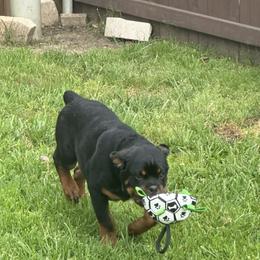 Rottweiler All Grown Up from Woods AKC Rottweiler