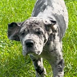 Great Dane Puppies from BkB’s House of Danes