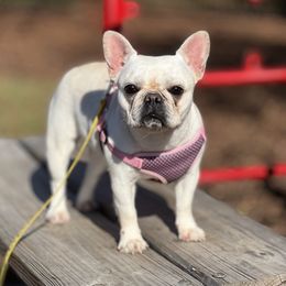 Ginger - French Bulldog