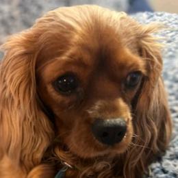 Cavalier King Charles Spaniels from Cedar Mountain Hounds