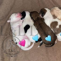 Dachshund Puppies from L&L Dachshunds