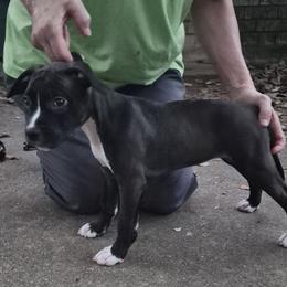 Red girl - Seal brown female American Staffordshire Terrier puppy in Alvin, Texas from Shaner's Amstaffs