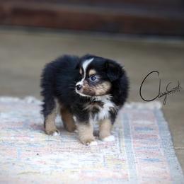 Joe - Black tri male Miniature Australian Shepherd puppy in Prague, Oklahoma from Clay Creek Aussies