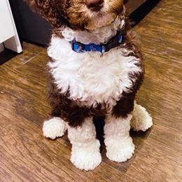 Goldendoodle Puppies from Labradoodleday