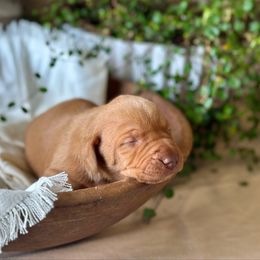 Claire - Golden rust female Vizsla puppy in Clemons, Iowa from Kaylee’s Vizslas