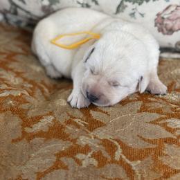 Girl 4 - Yellow female Labrador Retriever puppy in Isanti, Minnesota from Four Corners Family Labs