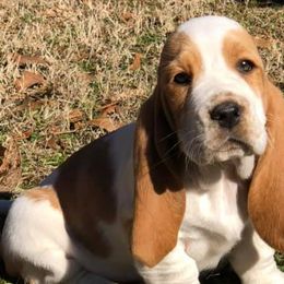 Basset Hounds from Parris Manor Bassets