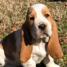 Basset Hounds from Parris Manor Bassets