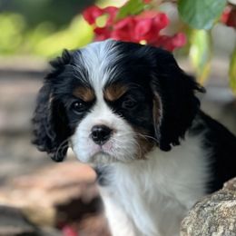 Ty (boy) - Tri-color male Cavalier King Charles Spaniel puppy in Noblesville, Indiana from Kara's Cavalier King Charles Spaniels