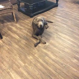 Sarge - Labrador Retriever