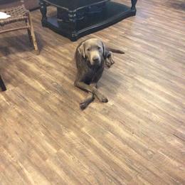 Sarge - Labrador Retriever