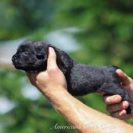 Tempo - Black female Cane Corso puppy in Cable, Ohio from Americana Cane Corso