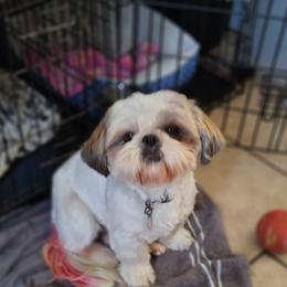Sasuke - Shih Tzu