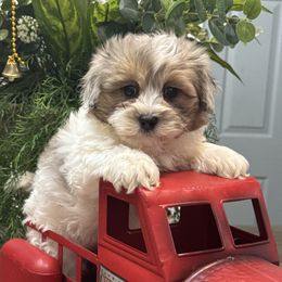 Comet - Black and tan brindle male Havapoo puppy in Bowling Green, Kentucky from Denise Clark