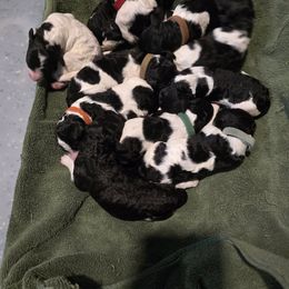 Girl 3 - Parti female Poodle puppy in Patterson, California from Paterson Poodles