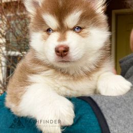 Pomsky Puppies from Pathfinder Pomskies