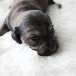 Ray - Cream male Dachshund puppy in Morrow, Ohio from Courtney’s Colorful Doxies