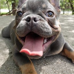 French Bulldogs from Ramblin’ Frenchies