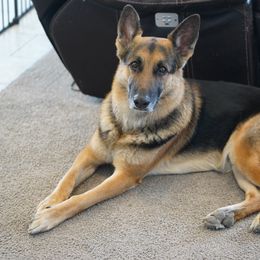 Rocco - German Shepherd