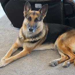 Rocco - German Shepherd