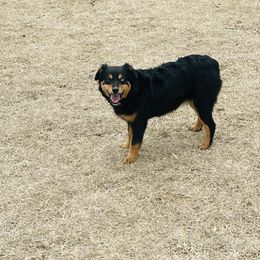 Kie - Black Miniature Australian Shepherd puppy in Washington, Oklahoma from Okie Aussies