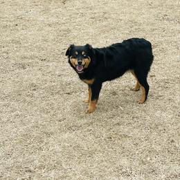 Kie - Black Miniature Australian Shepherd puppy in Washington, Oklahoma from Okie Aussies