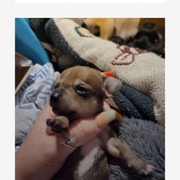 Boy 1 - Chihuahua puppy in Lake City, Florida from Sweet Chis