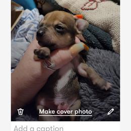 Boy 1 - Chihuahua puppy in Lake City, Florida from Sweet Chis