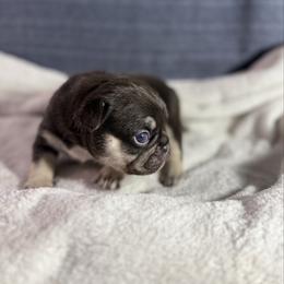 Boy 2 - Tricolors male French Bulldog puppy in Minco, Oklahoma from Findley’s Furbabies