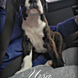 Boston Terrier and Boxer Puppies from Shotgun Pups
