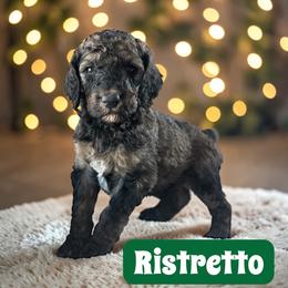 Ristretto - Sable male Poodle puppy in Ellenburg Center, New York from Kristin's Puppies