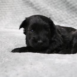 Peanut butter - Black male Miniature Schnauzer puppy in Tremonton, Utah from Rocky Mountain Schnauzer