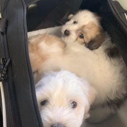 Coton de Tulear Puppies from Catawba Cotons