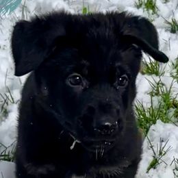 German Shepherd Puppies from Shadow Wraith German Shepherds