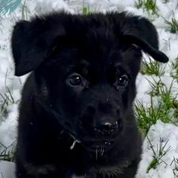 German Shepherd Puppies from Shadow Wraith German Shepherds