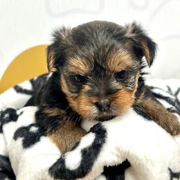 Jade - Yorkshire Terrier puppy in Richmond, Texas from Perfectly Posh Pets