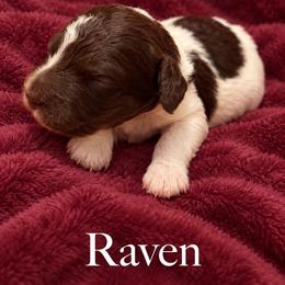 Raven - Parti female Poodle puppy in Washington, Pennsylvania from Patriotic Poodles