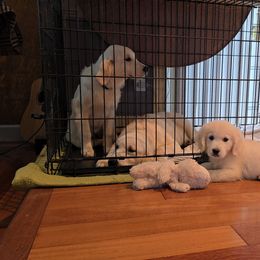 Boy 8 - Light golden male Golden Retriever puppy in Marysville, Washington from Alpine Valley Ranch-European English Cream Golden Retriever