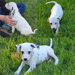 Tim - White and black male Dalmatian puppy in Neosho, Missouri from County-Line Critters