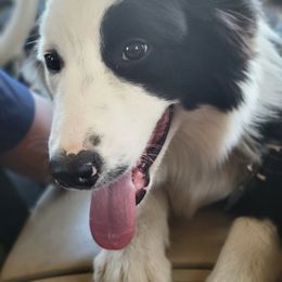 Aussiedoodles, Australian Shepherds, and Havapoos from Pawfectly Aussies