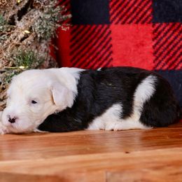 Tinsel - Gray and white female Old English Sheepdog puppy in Cleveland, Tennessee from Narrow Path Old English & Sheepadoodles