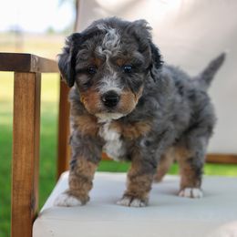 Rubble - Merle Bernedoodle puppy in Payson, Utah from Little Diamond Doodles