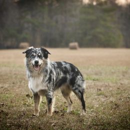 Bandit - Australian Shepherd